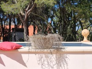Petra Country House: Discover Salento Paper Art